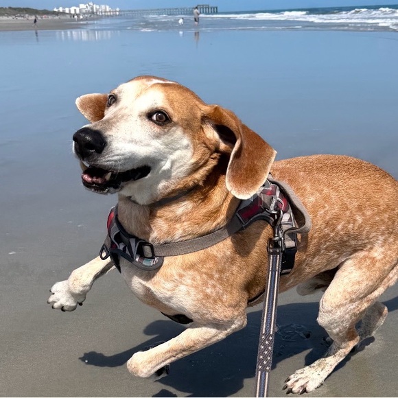 greenpawboutiqu